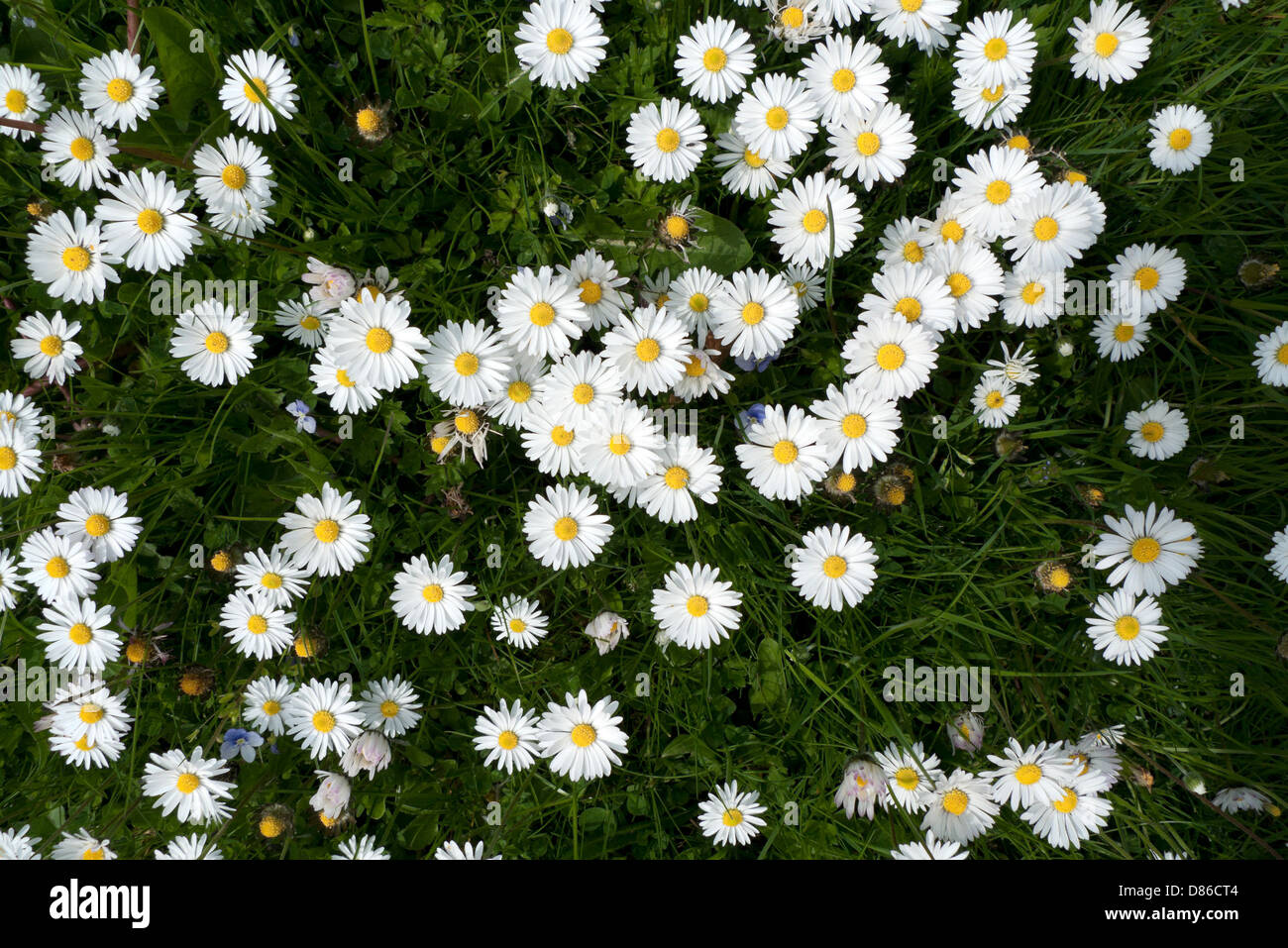 Gänseblümchen im Rasen 19 05 2013 Stockfoto