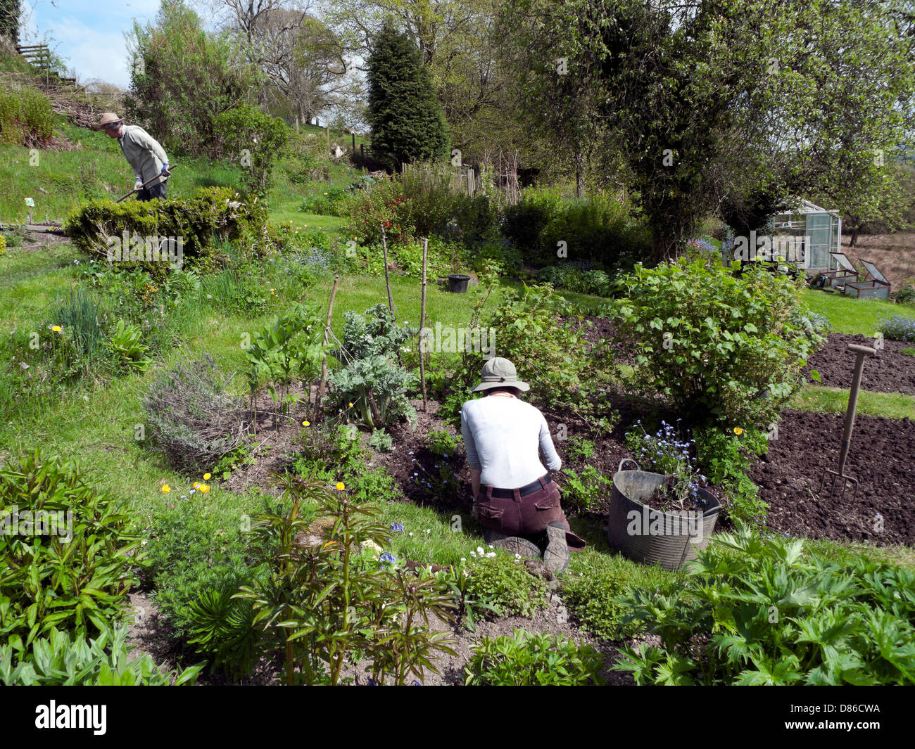 Menschen, die Gartenarbeit in einem ländlichen Garten im Frühling in Carmarthenshire Wales UK Stockfoto