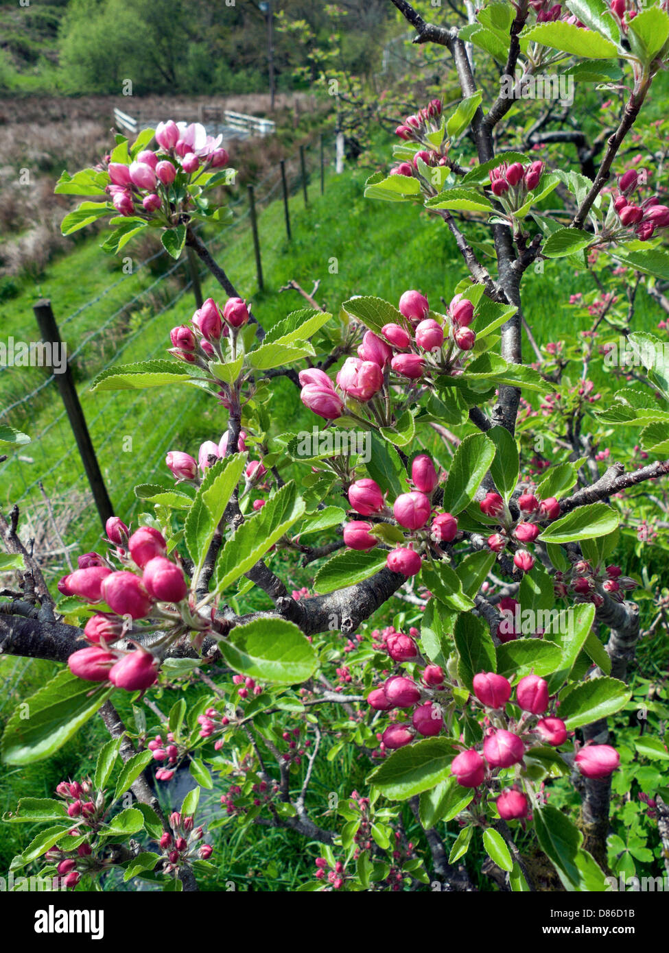 Rosa Apfel Baum Blüte noch bis Mitte Mai Frühling Carmarthenshire Wales UK eröffnet Stockfoto