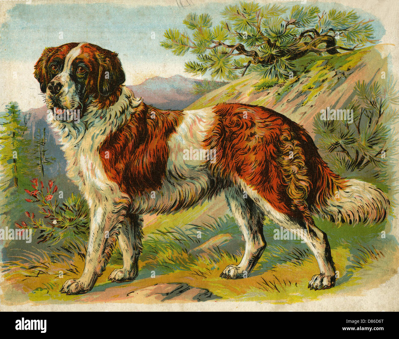 Bernhardiner Hund in einer Landschaft Stockfoto