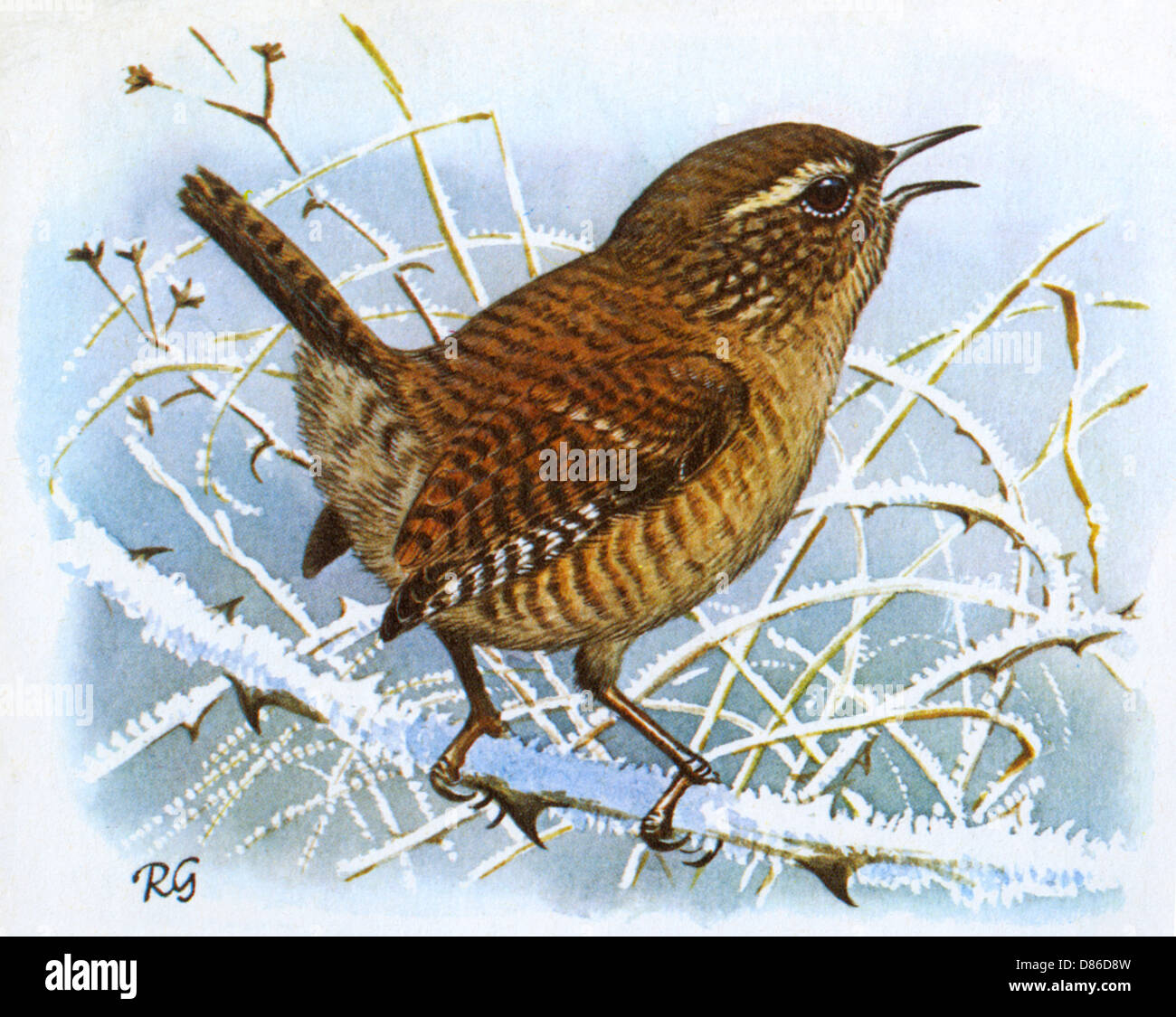 BIRDS/WREN Stockfoto