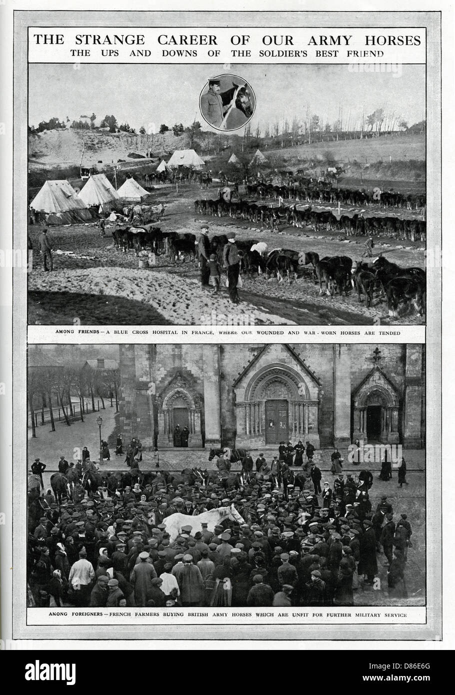 Karriere unserer Armeepferde 1915 Stockfoto