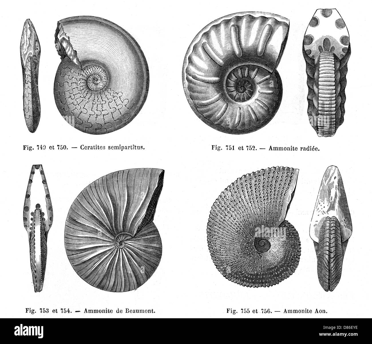 Ammoniten Stockfoto