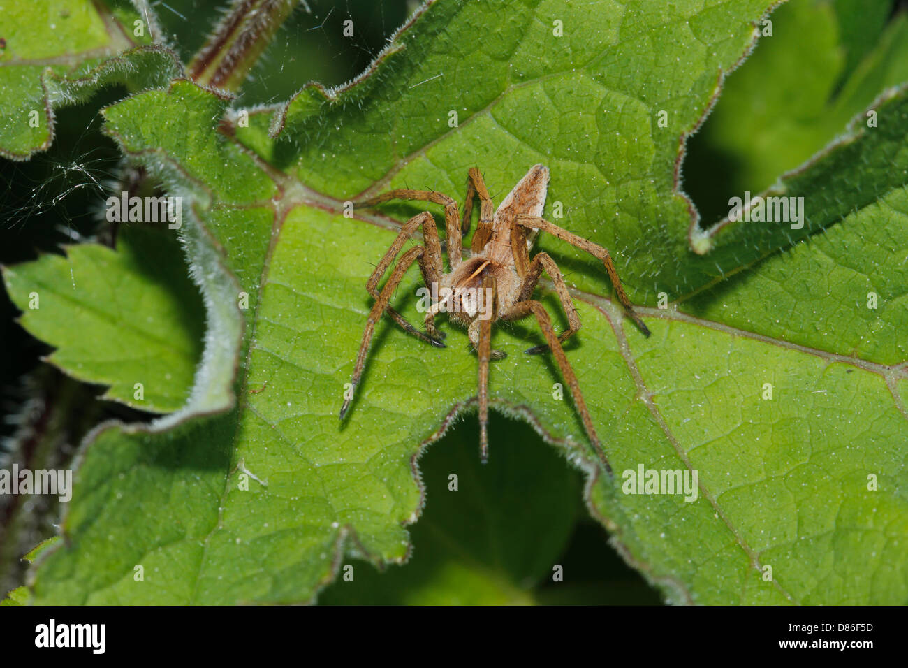 Baumschule Web Spider (Pisaura Mirabilis) Stockfoto