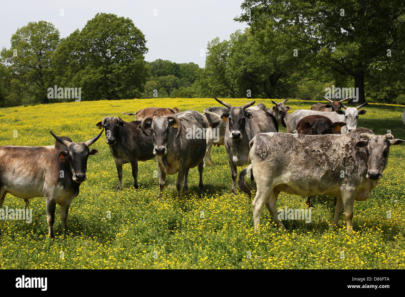 Eine Gruppe von Zebu-Rinder, die in einem Feld stehen. Stockfoto