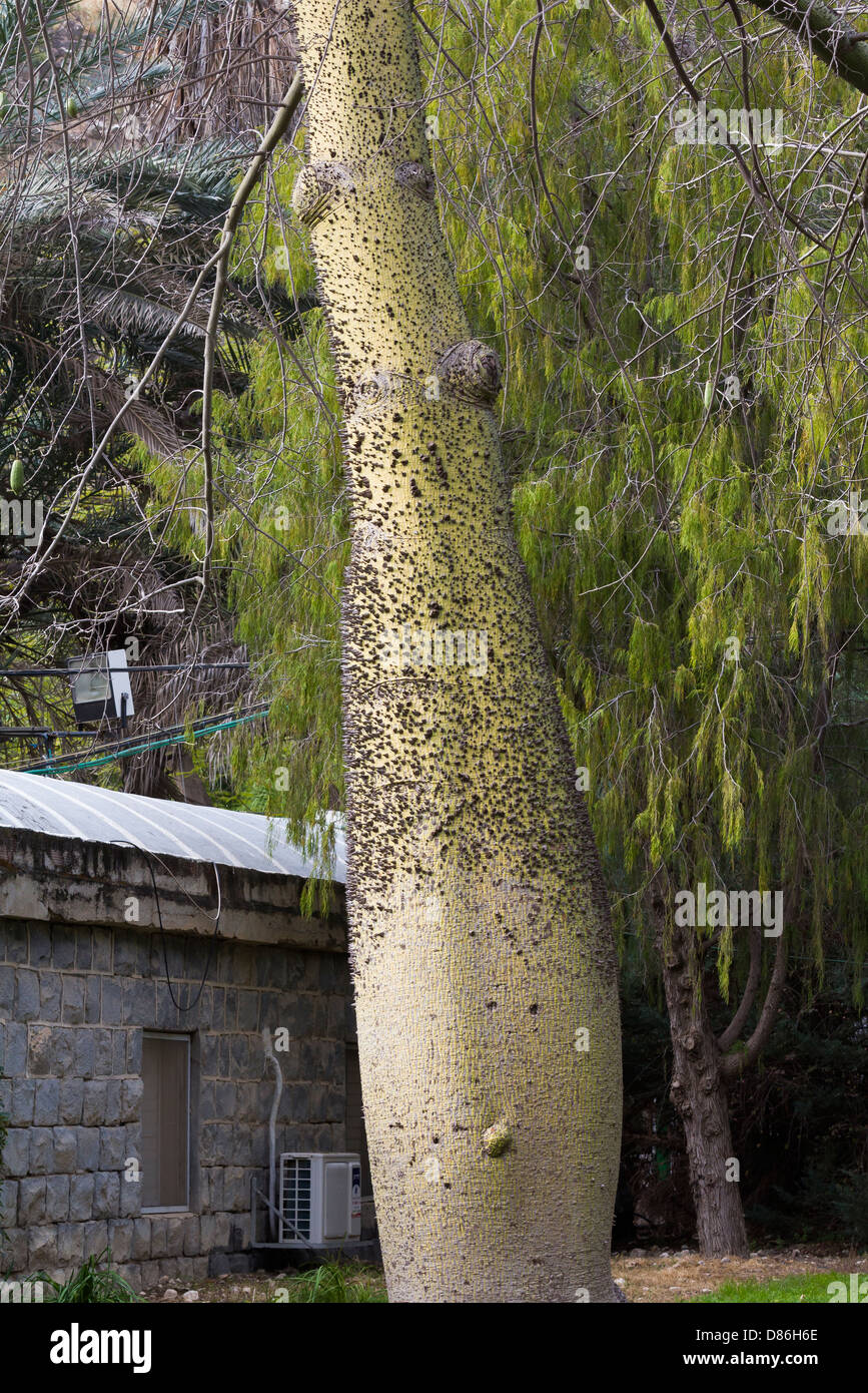 Baum mit stacheln Fotos und Bildmaterial in hoher Auflösung Alamy