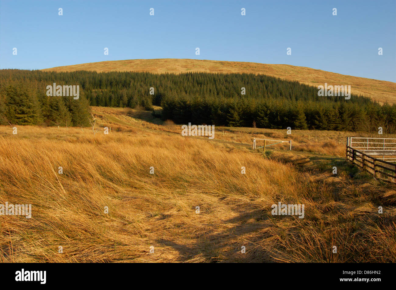 Holz hinter den Campsie fiel in East Dunbartonshire, Schottland Stockfoto