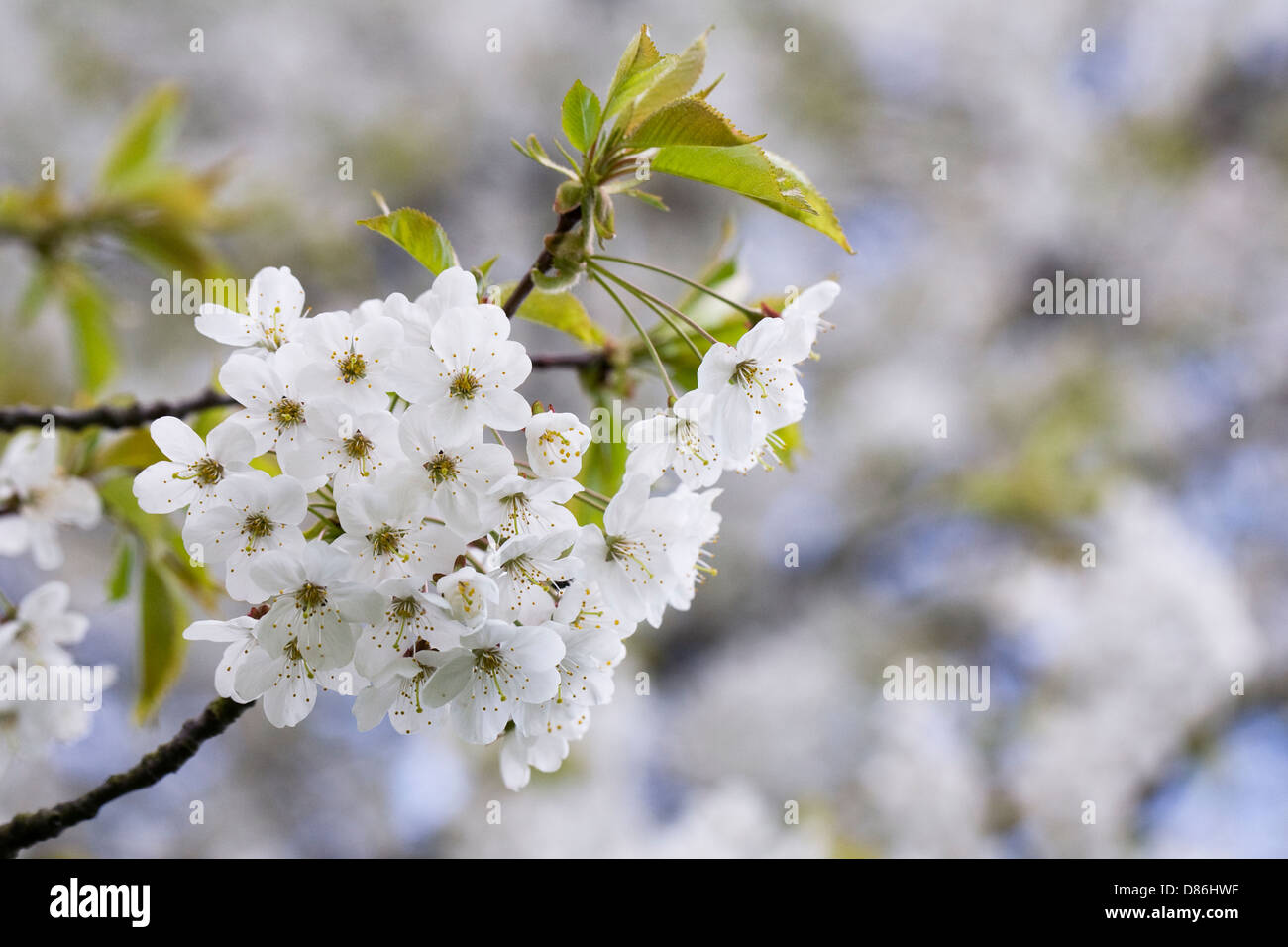 Prunus Avium Blüte. Wilde Kirschblüte. Stockfoto