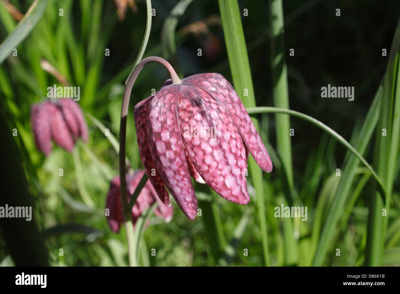 Schlange ' s Kopf Fritillary Stockfoto