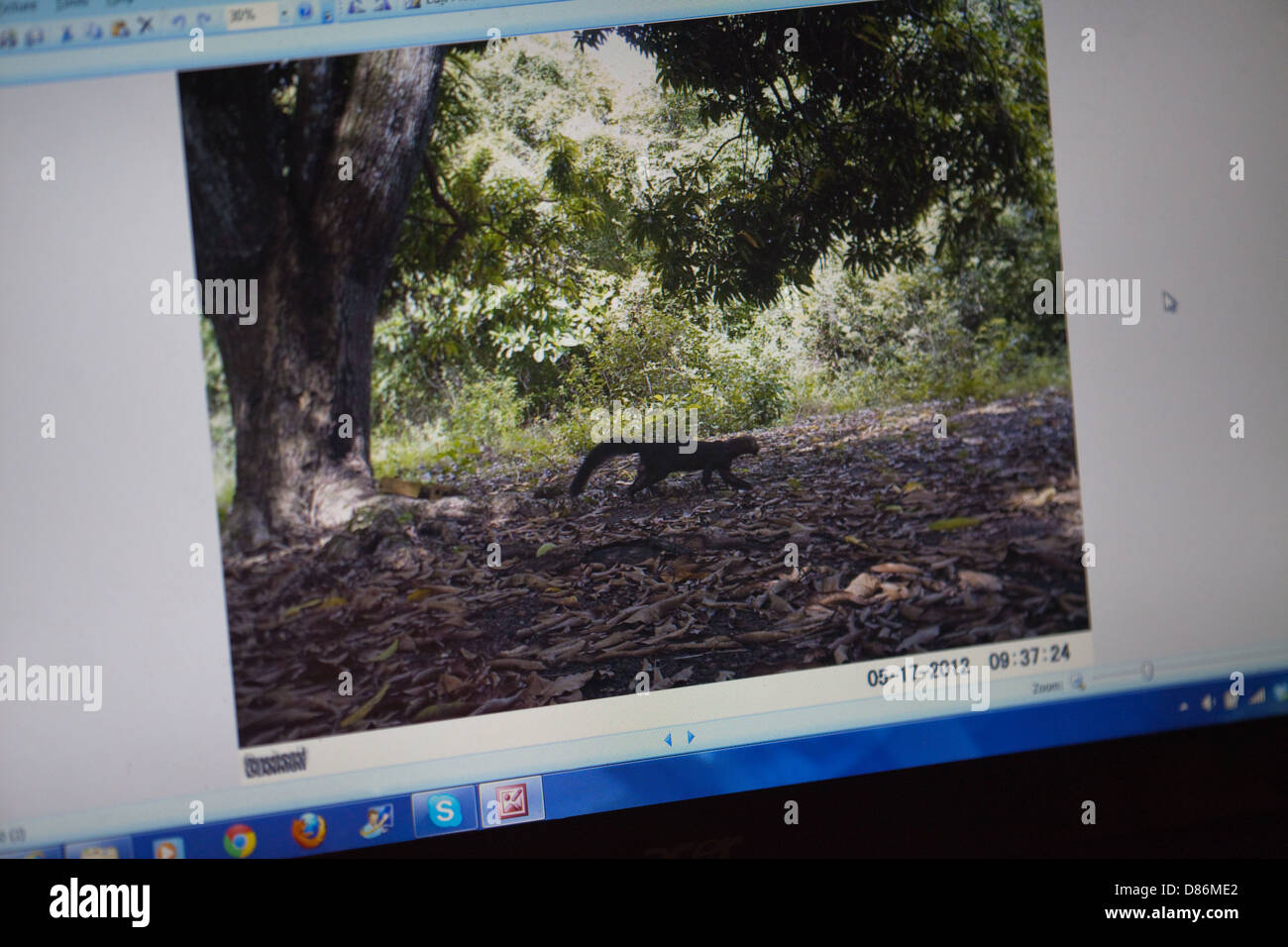 Falle Kamerabild von einem Tayra (Eira Barbara), auf einem PC-Monitor-Bildschirm angezeigt. Auf der Karanambu Ranch GUYANA aufgezeichnet. Stockfoto