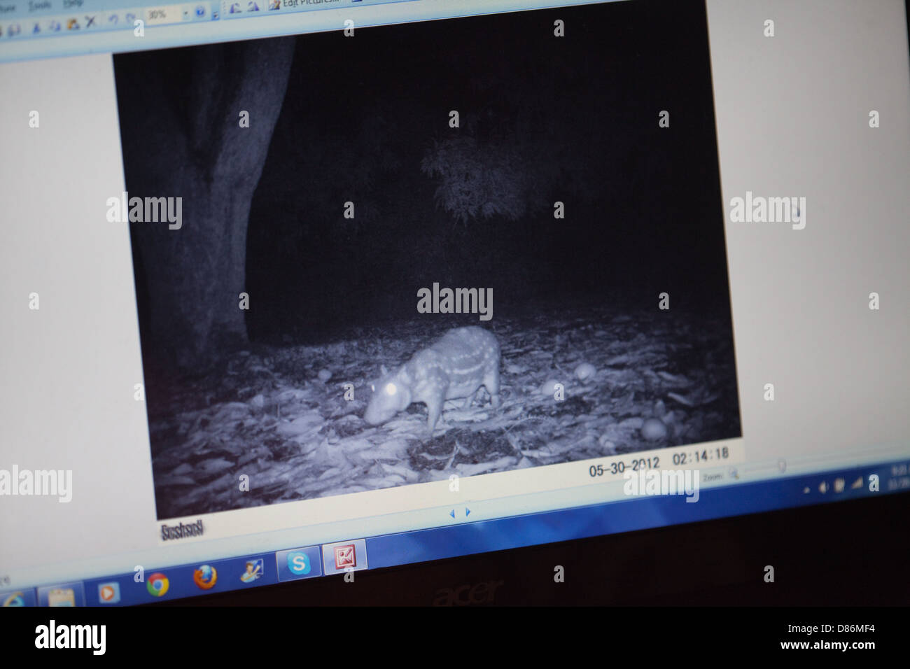 Kamera auf einen PC-Monitor-Bildschirm angezeigte Bild von einem Paca (Cuniculus Paca), zu fangen. Auf der Karanambu Ranch-Guyana aufgezeichnet. Stockfoto
