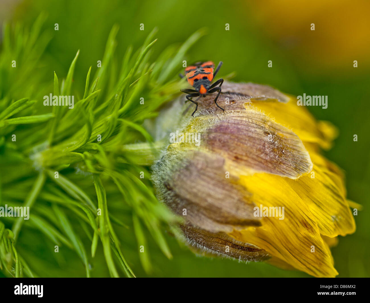 Roter käfer mit schwarzen flecken Fotos und Bildmaterial in hoher Auflösung Alamy