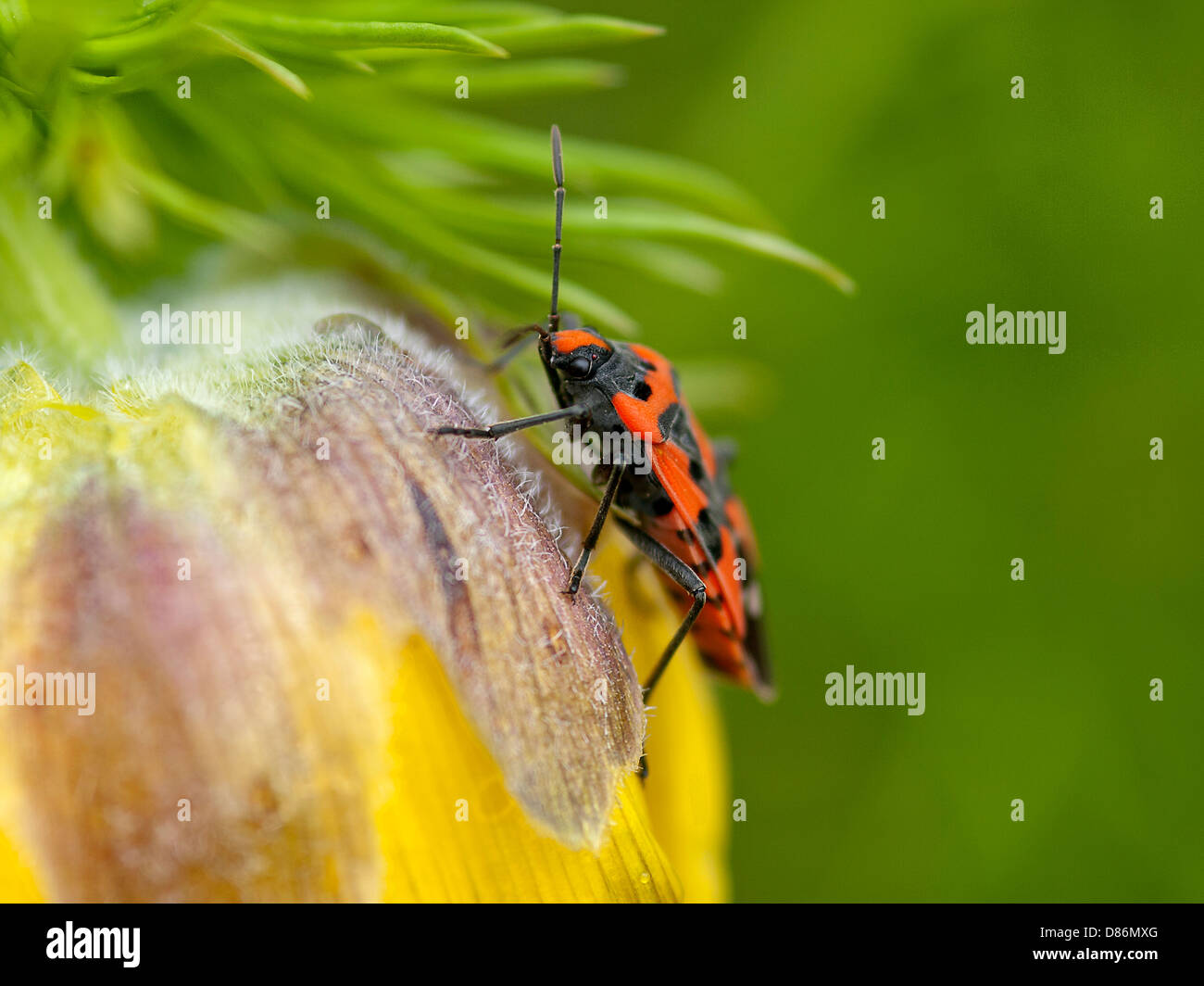 Roter käfer mit schwarzen flecken Fotos und Bildmaterial in hoher Auflösung Alamy