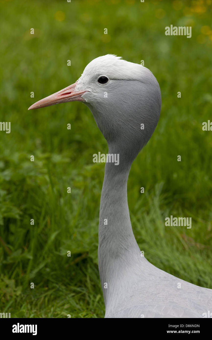 Blau oder Paradies Kran Anthropoides paradisea Stockfoto