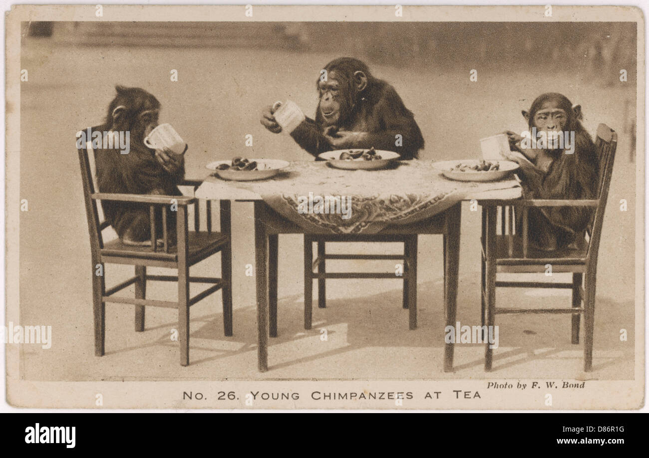 Schimpansen-Teeparty Stockfoto