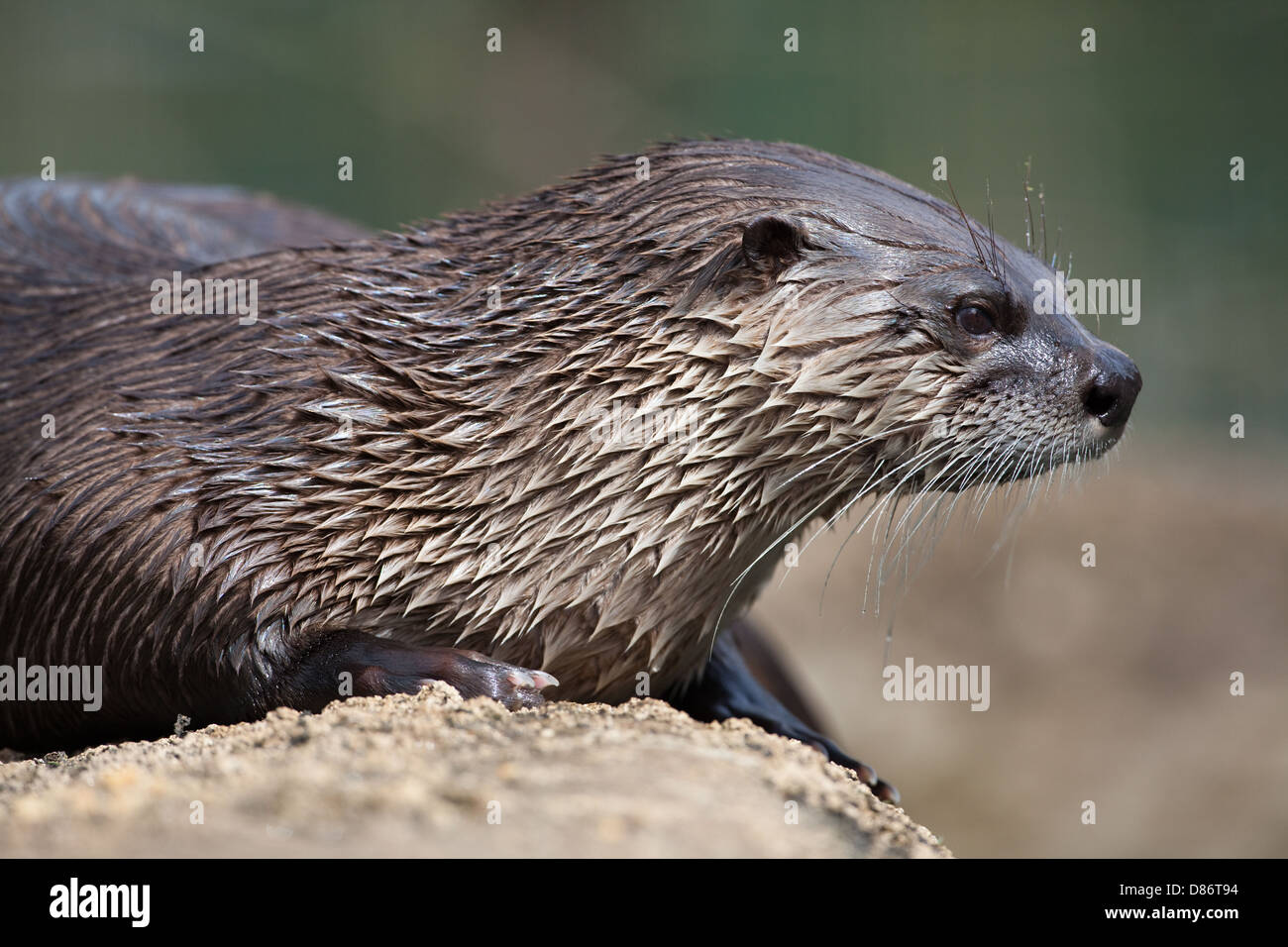 American River Otter Lontra (Lutra) Canadensis. Nahaufnahme der Kopfprofil, zeigt Tasthaare. Gekerbten nasses Fell oder Fell. Stockfoto