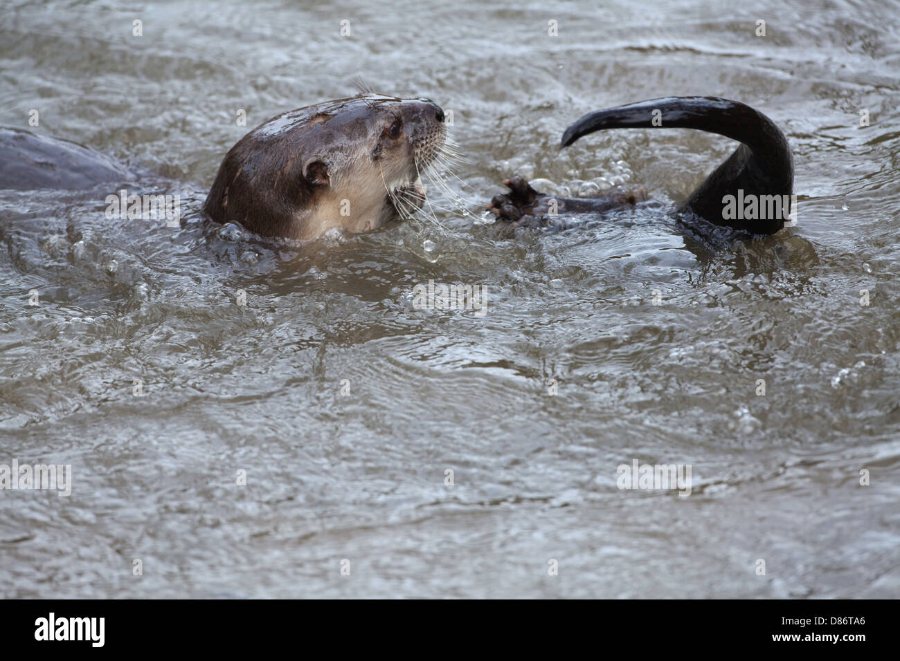 American River Otter Lontra (Lutra) Canadensis. Verspielten Erwachsenen im Wasser. Stockfoto