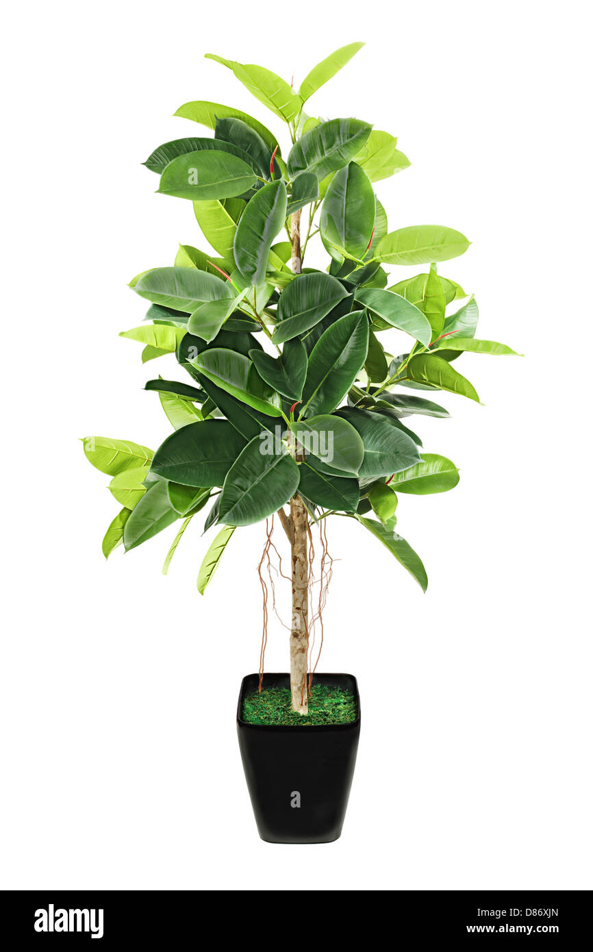 Ficus Elastica (Indian Rubber Bush) in schwarzen Blumentopf auf weißem Hintergrund. Stockfoto