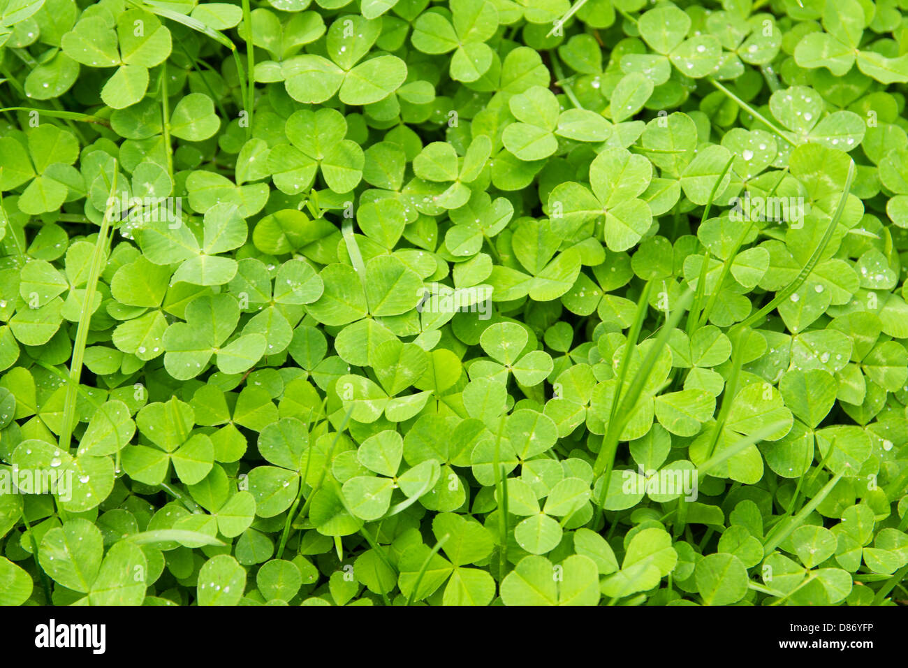 Blätter von Klee, grünen natürlichen Hintergrund (Textur) mit Tropfen Stockfoto