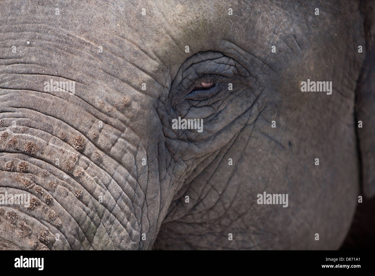 Thailand, Bangkok, Elefanten hautnah Stockfoto