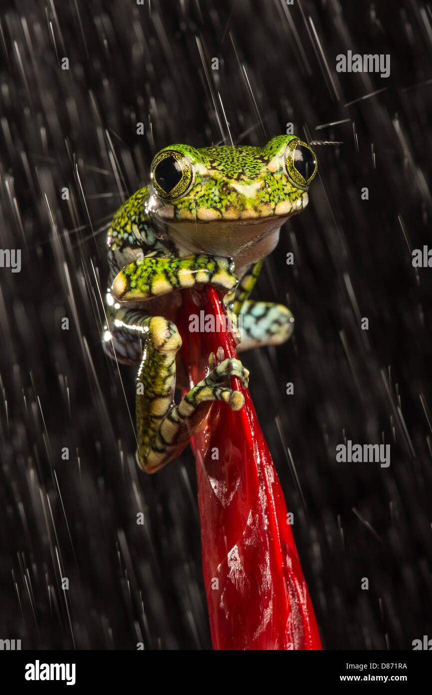 Peacock Laubfrosch auf Anlage Stockfoto