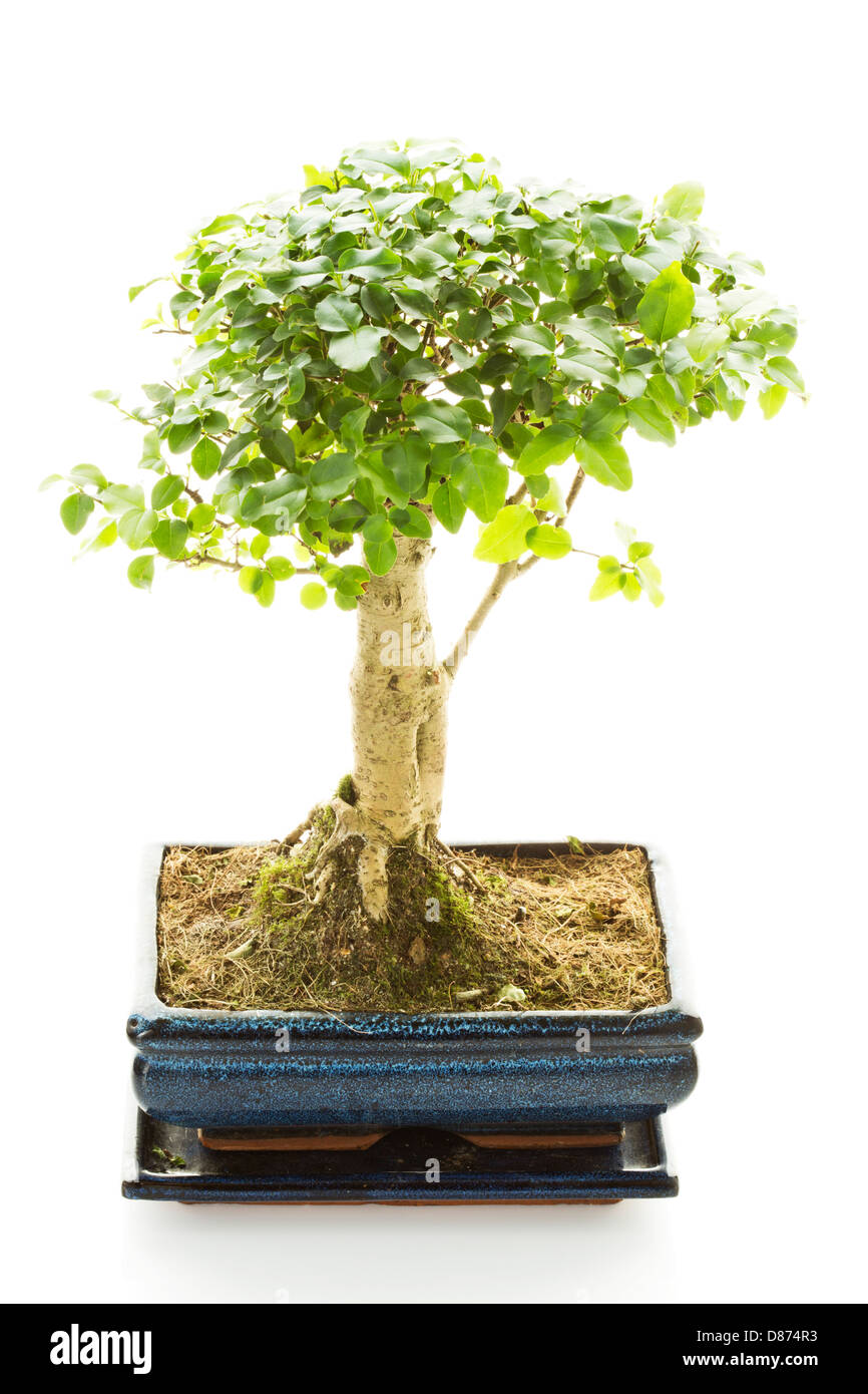 Botanik - Bonsai-Baum, Liguster (Ligustrum), Studio gedreht Stockfotografie  - Alamy