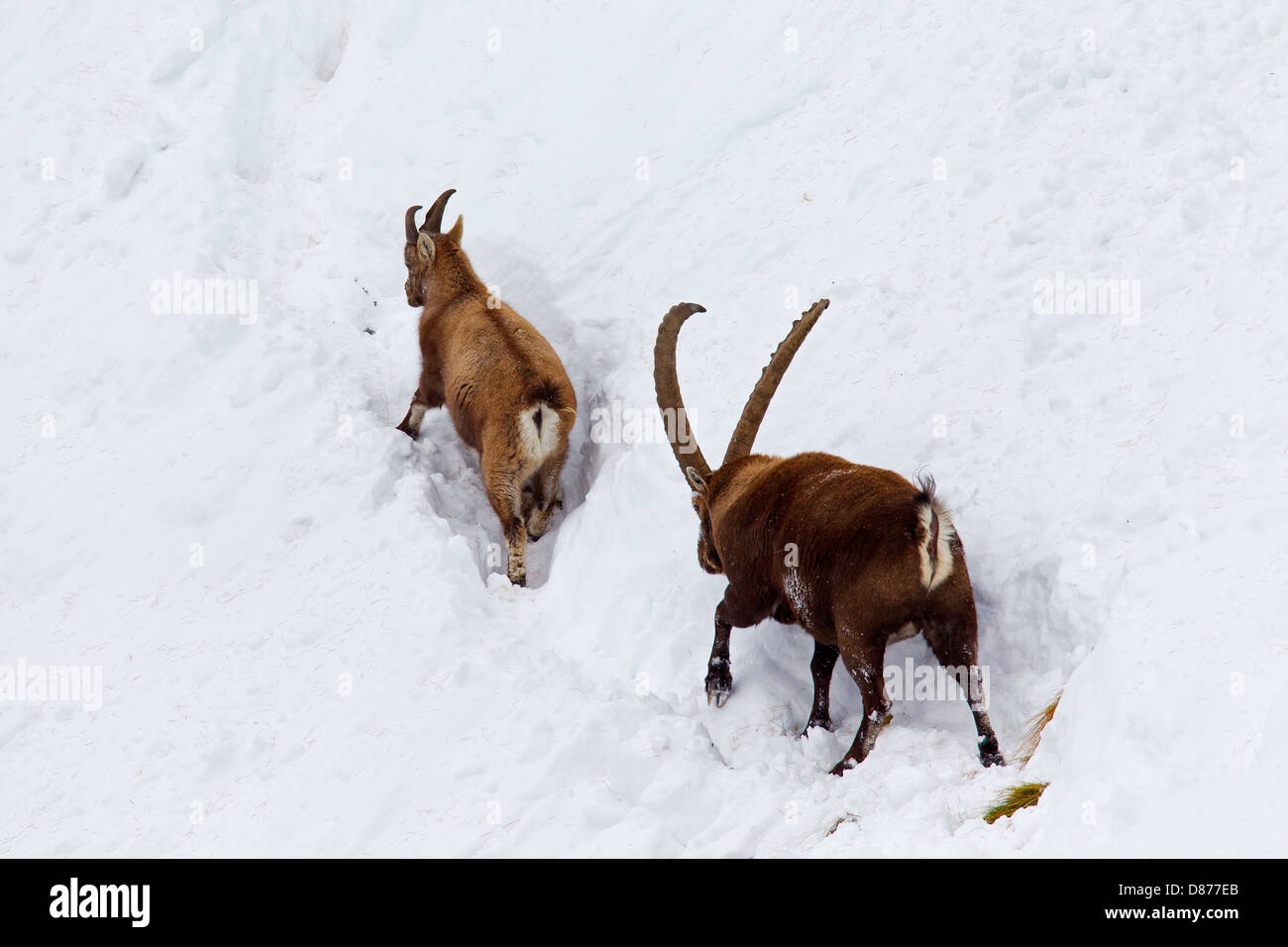 Alpensteinbock (Capra Ibex) männlichen folgenden Frau in der Hitze am Berghang im Tiefschnee im Winter während der Brunftzeit Stockfoto