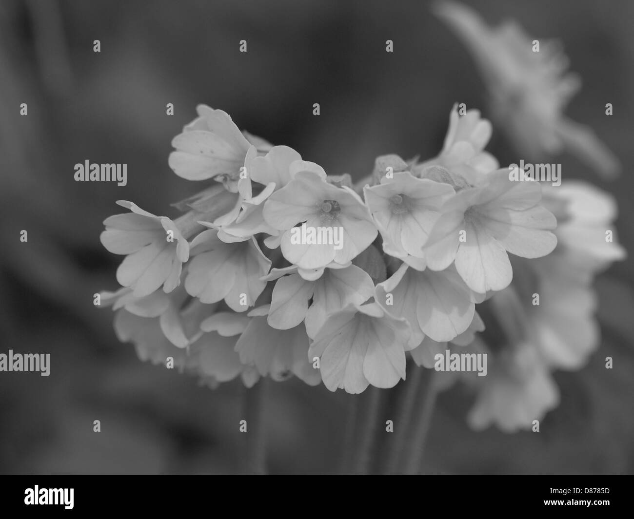 Schlüsselblume, True Oxlip schwarz / weiß / Primula Elatior / Hohe Schlüsselblume, Wald-Schlüsselblume Schwarz / Weiß Stockfoto