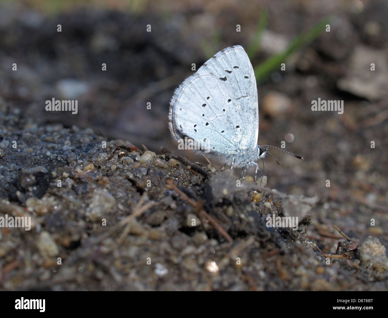 Holly blau / Celastrina Argiolus / Forschungsmethoden-Bläuling Stockfoto