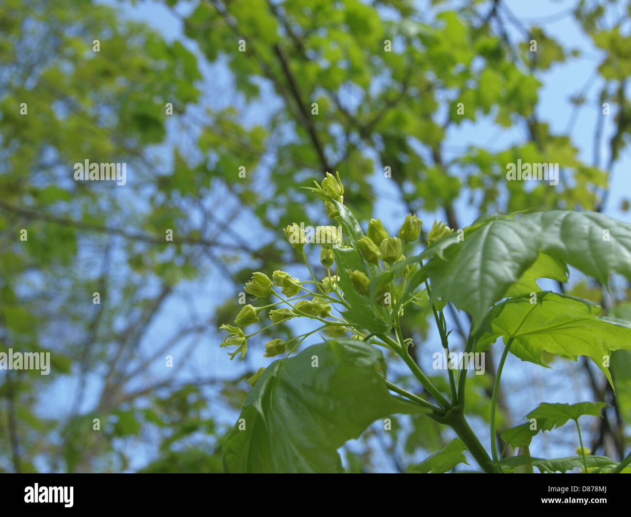 Blüten an Bergahorn / Acer Pseudoplatanus / Blüten am Berg-Ahorn Stockfoto