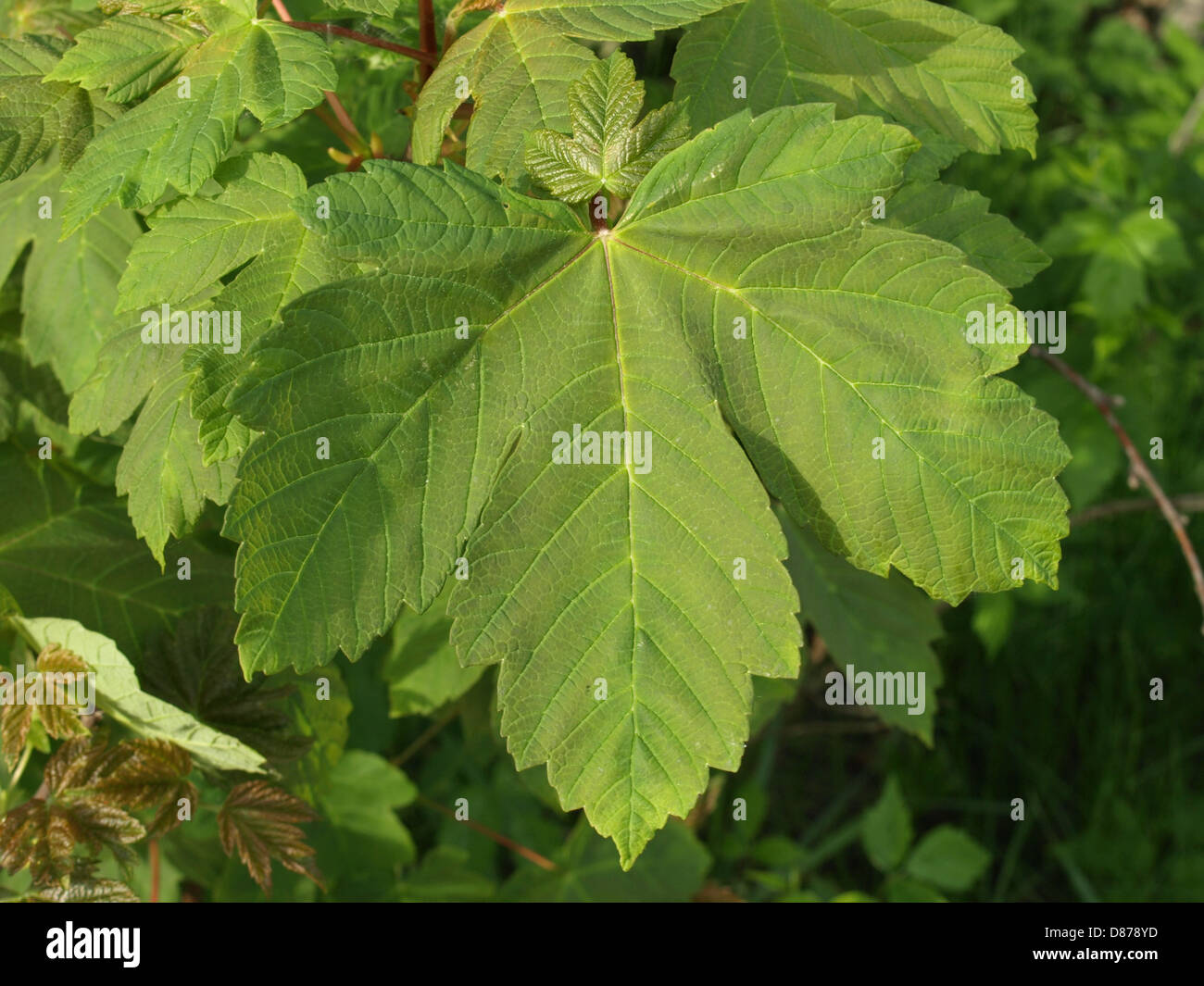 Blatt aus einem Bergahorn / Acer Pseudoplatanus / Blatt Eines Berg-Ahorn Stockfoto