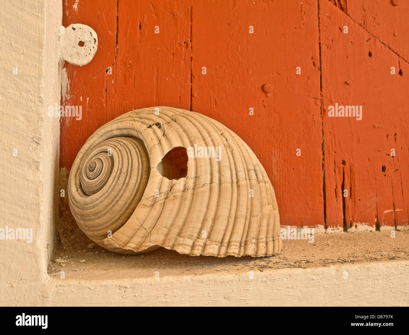 Riesige Meeresschnecke Shell, Shell vom großen Meer Molluske in Eingangstür des griechischen Haus Stockfoto