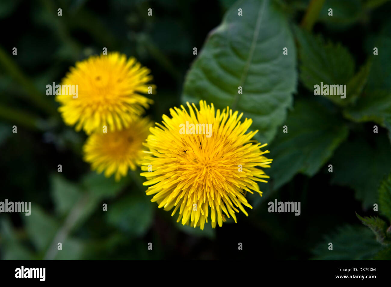 Detail zeigt einen Cluster von Löwenzahn (Taraxacum officinale) Blumen wachsen auf einer Kante Stockfoto