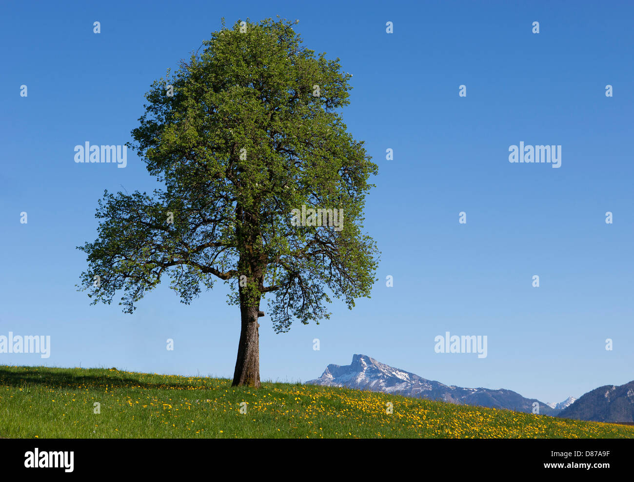 Österreich, Blick auf einzelne Baum im Salzkammergut Schafberg Mountain im Hintergrund Stockfoto
