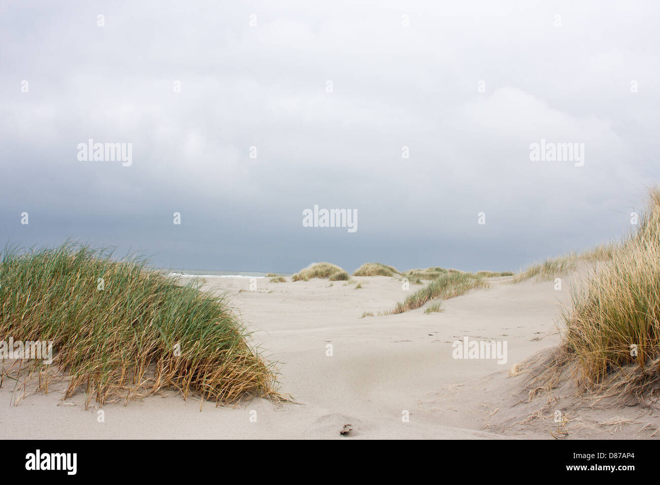 Strandhafer oder Marramgrass in den Dünen unter einem dunklen Himmel Stockfoto