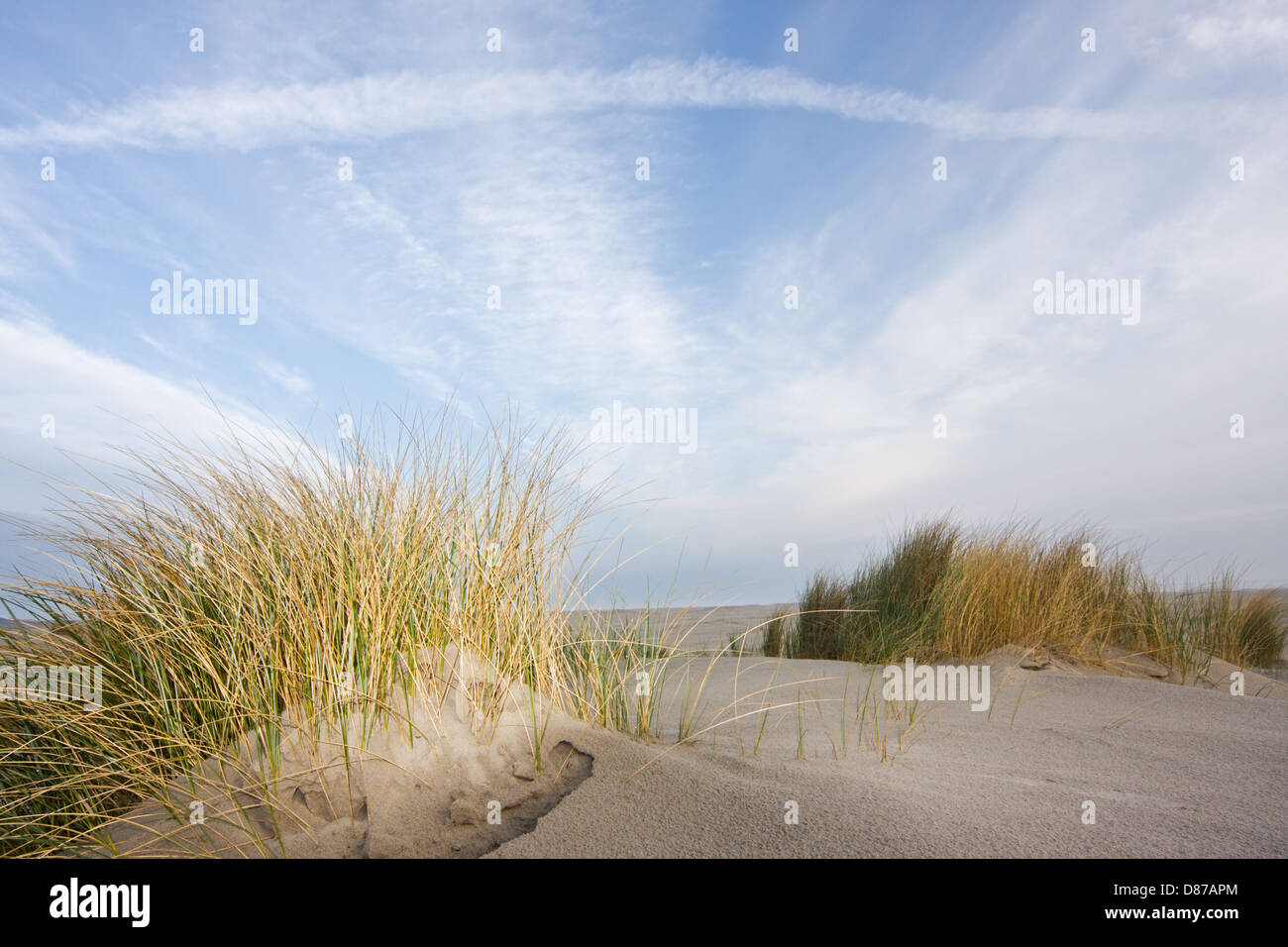 Strandhafer oder Marramgrass in den Dünen unter blauem Himmel mit Cirruswolken Stockfoto