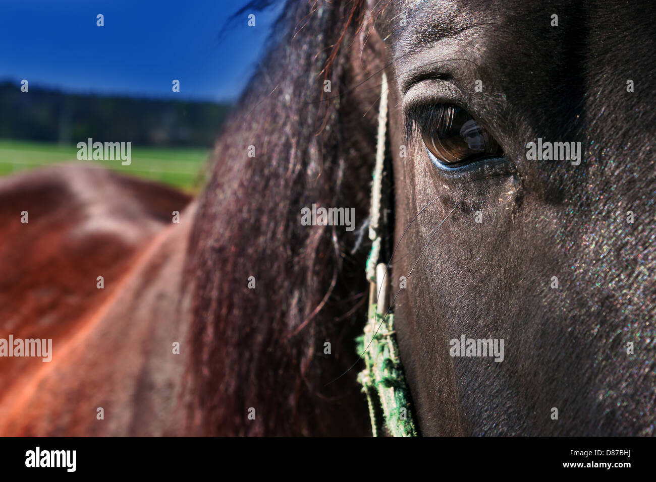 braune Pferd - Detail des Kopfes mit einem aufrichtigen Blick Stockfoto