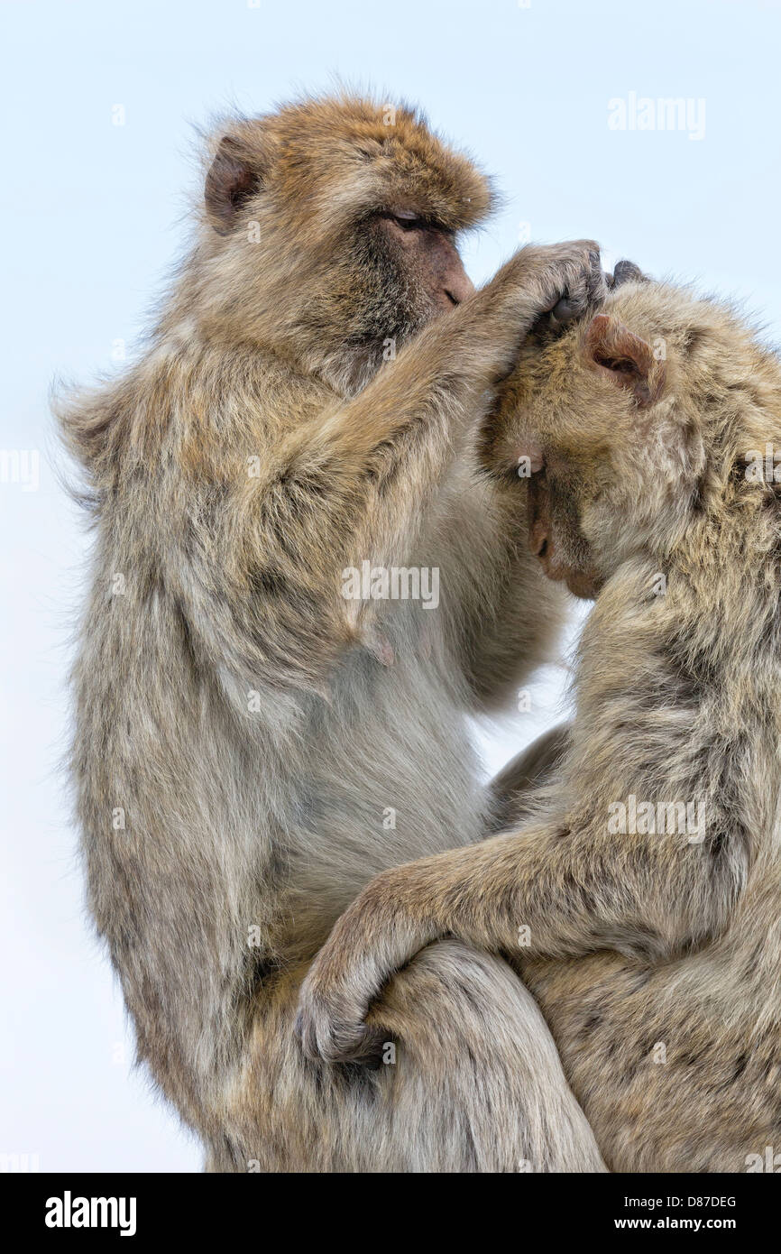 Berberaffe - gegenseitige Fellpflege Stockfoto