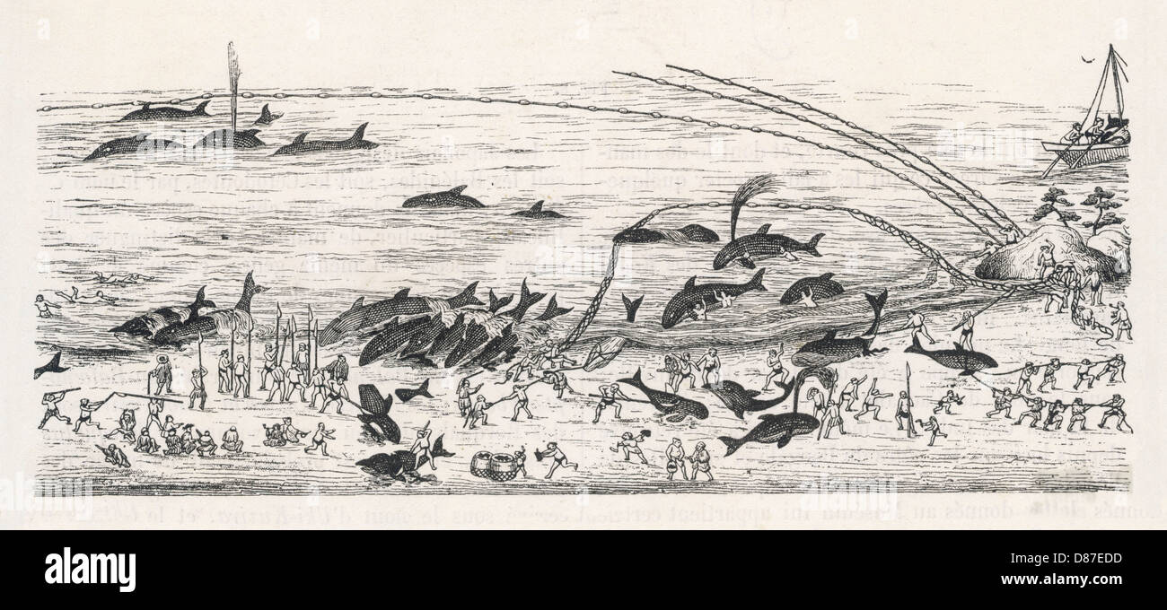 WALFANG IN JAPAN Stockfoto