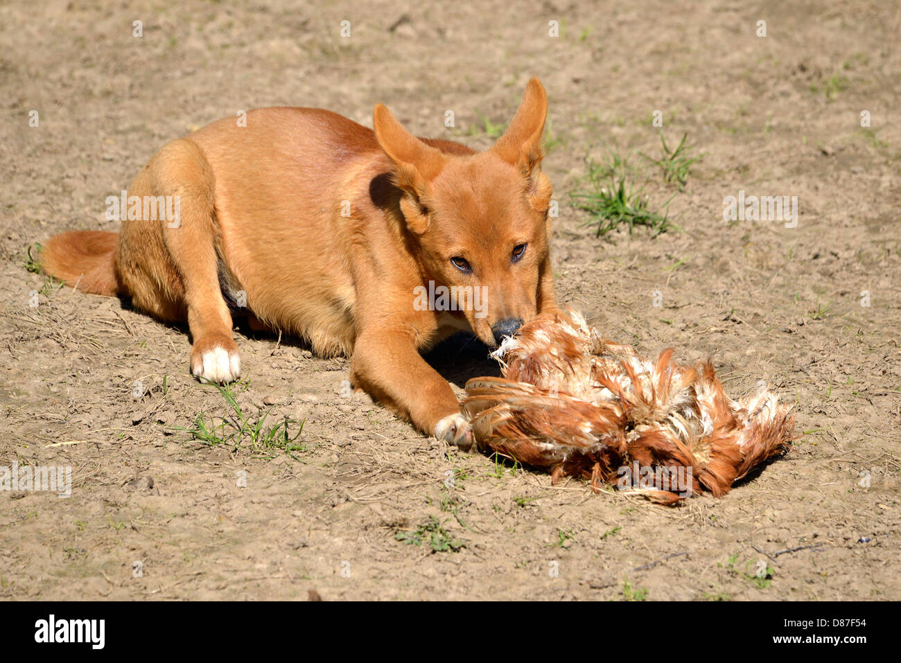 Junge Dingo (Canis Lupus Dingo) am Boden liegen und ein Huhn zu essen Stockfoto