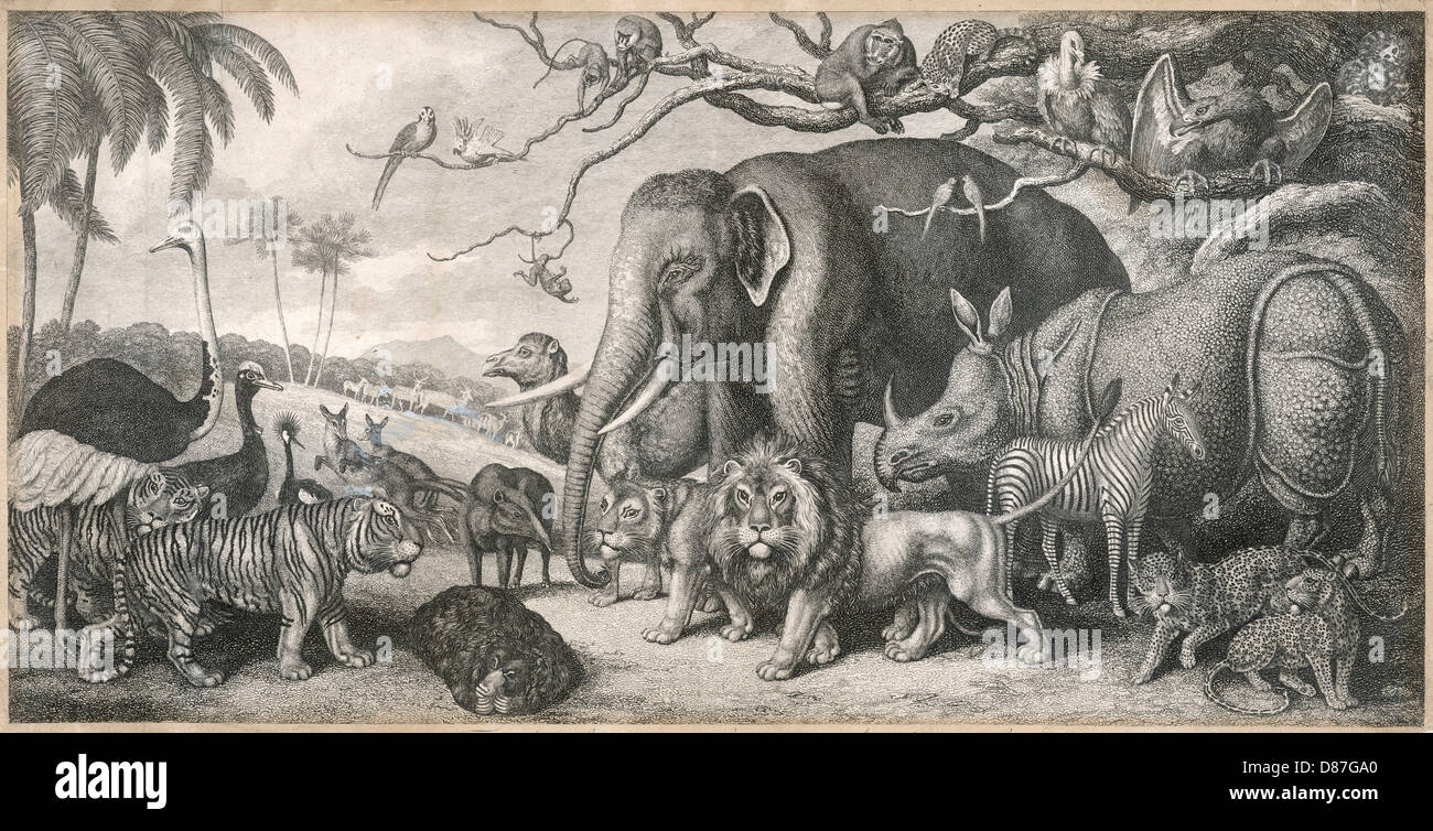 DSCHUNGELTIERE IN DER GRUPPE Stockfoto