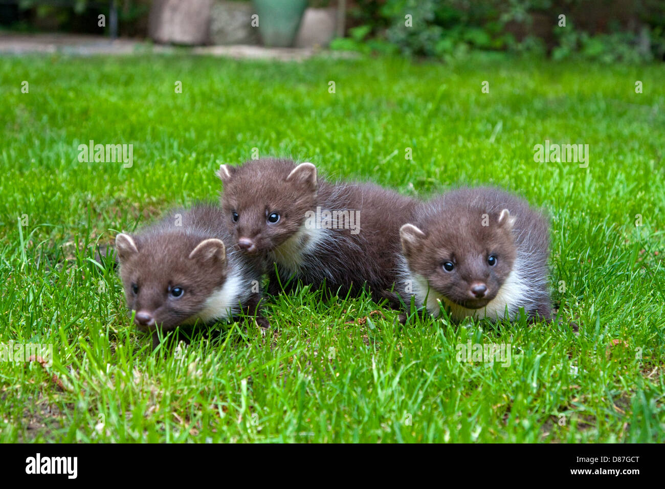 3 Baummarder Kits spielen auf Rasen Stockfoto