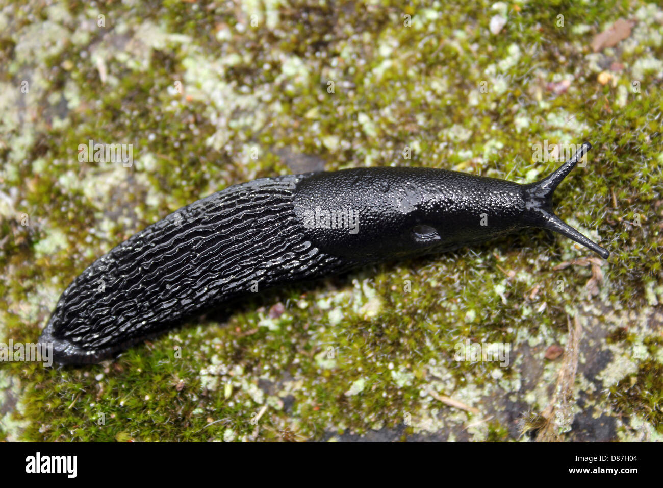 Schwarze Schnecke Arion ater Stockfoto