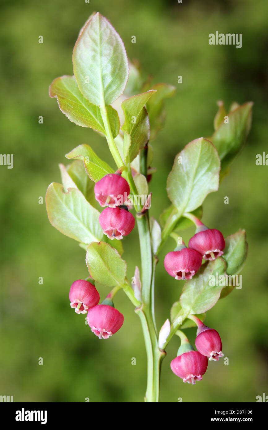 Blühende Heidelbeere Vaccinium myrtillus Stockfoto