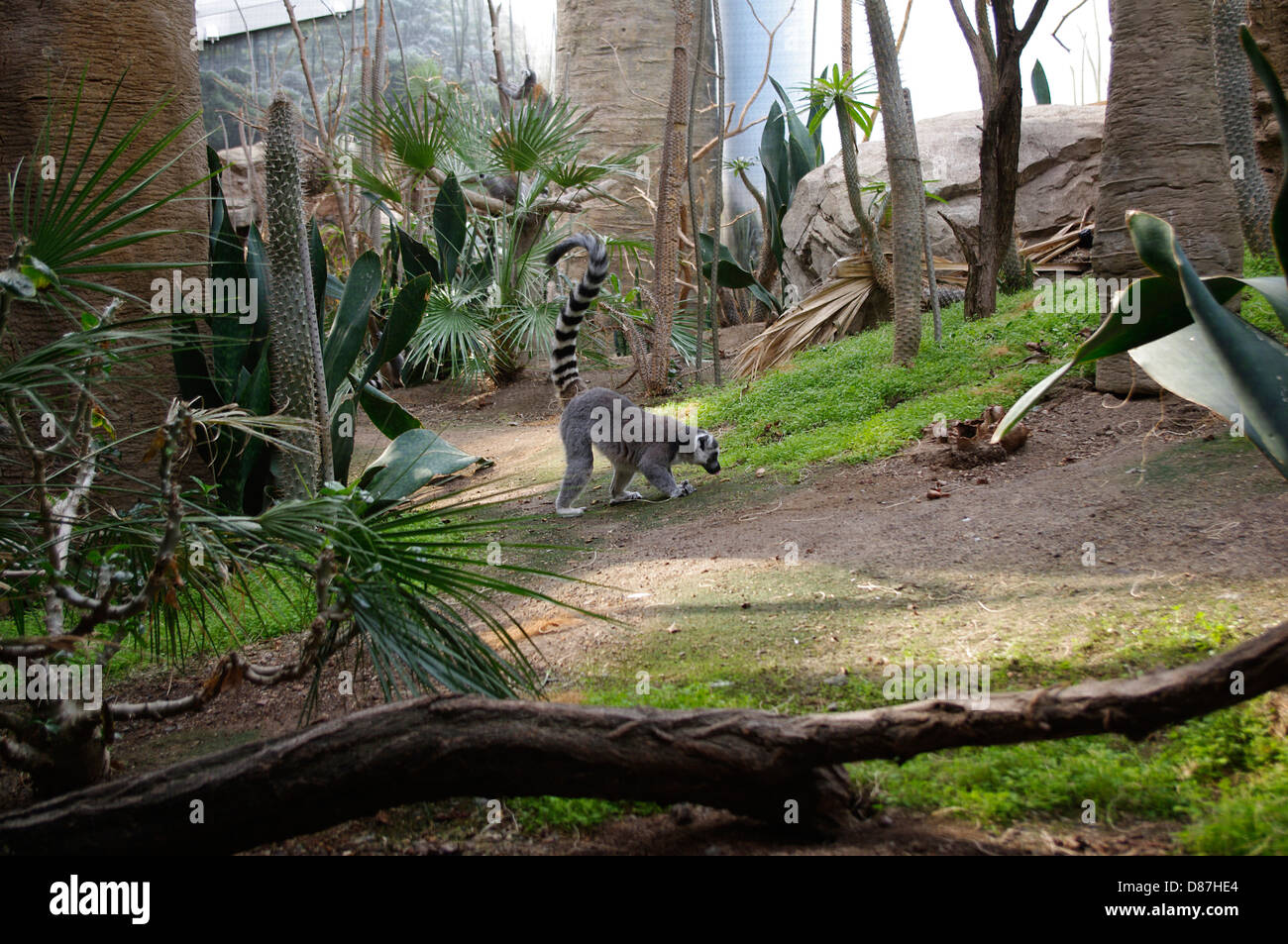 Katta (Lemur Catta) im Bronx Zoo "Madagaskar Ausstellung" mit Glas umschlossen Lebensraum betrachten, New York City Stockfoto
