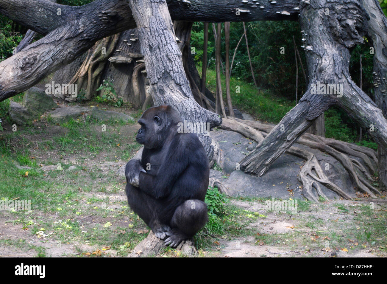 Gorilla sitzen in der Sonne an einem Oktobertag im Bronx Zoo "Kongo Gorilla Forest" ein Glas eingeschlossen Lebensraum Umwelt Stockfoto