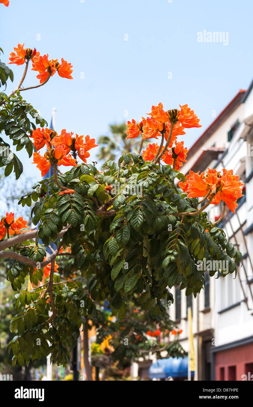 Afrikanischer Tulpenbaum Spathodea Campanulata Madeira Kanaren Stockfoto