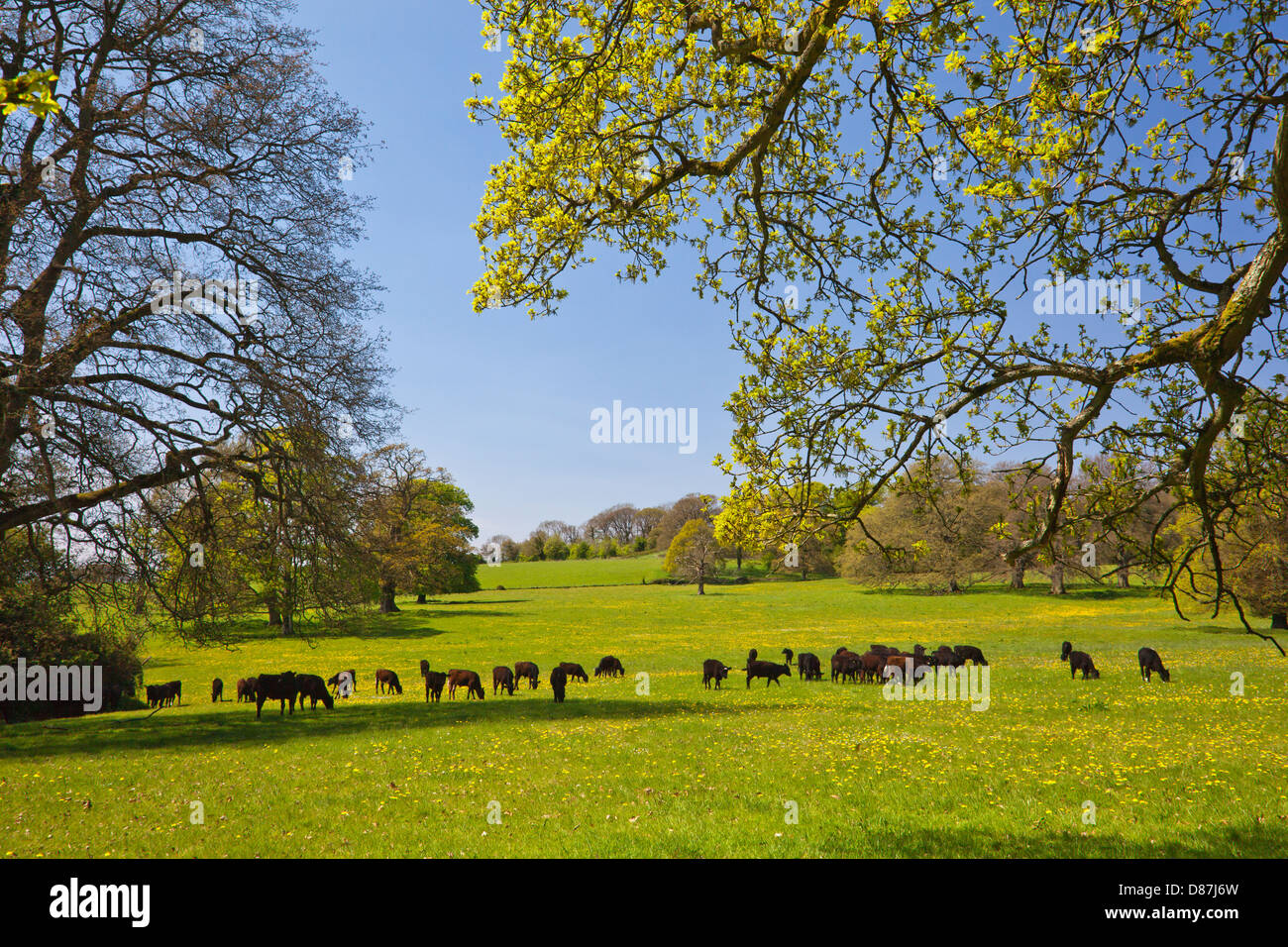 Junge Rinder weiden in He Begründung der Tyntesfield House, Wraxall, North Somerset, England, UK Stockfoto