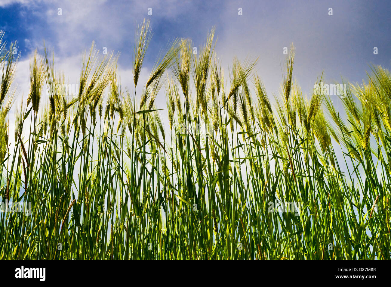 Reifende Gerste vor dunklen Wolken / Sky - Frankreich. Stockfoto
