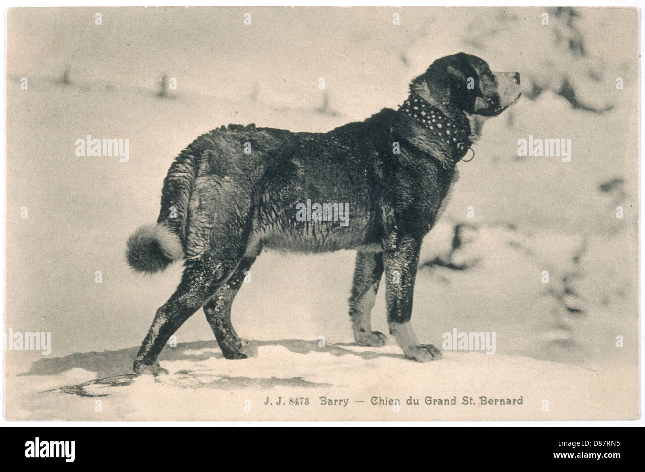 DER BERÜHMTE HUND BARRY Stockfoto